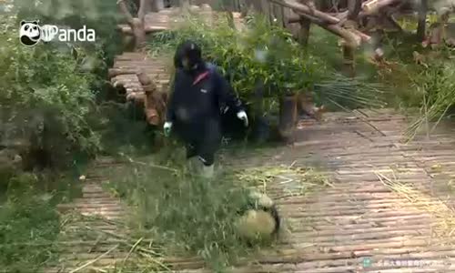 Viral panda yine iş başında