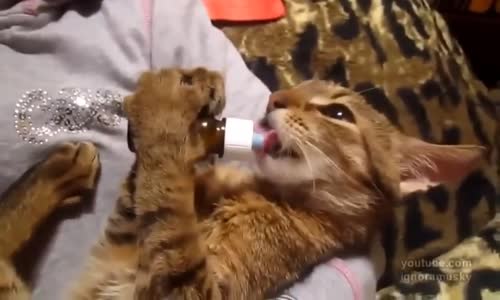 Küçük Kedinin Bişeyler Yalaması 