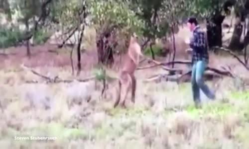 Köpeği Boğmaya Çalışan Kanguruya Yumruk Atan Adam