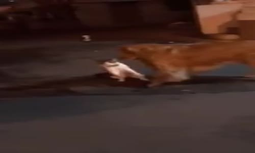 Sevimli Köpeğin Kedilerin Kavgasını Ayırması