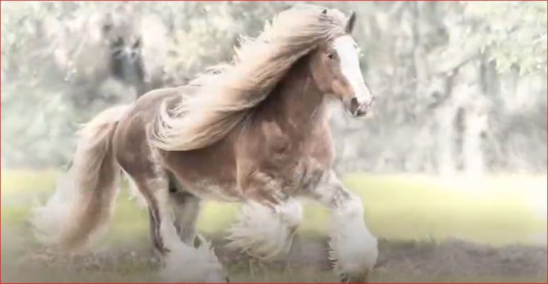 Var Olduğuna İnanamayacağınız 5 At Türü 