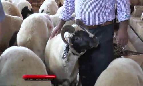 4 Boynuzlu Koyun Görenleri Şaşırtıyor 