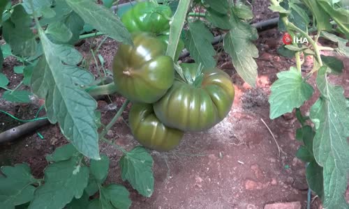 Atalarından Miras Asırlık Tohumla Yerli Domates Yetiştiriyor