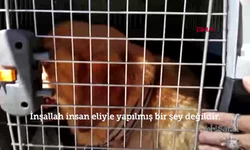 İki Gözü Oyulmuş 'Golden' Cinsi Köpek Bulundu