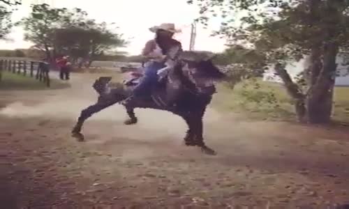 Her At Sahibi Ve At Bu kadar Güzelliğe sahipmidir ?