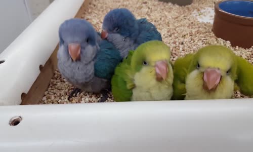 Heyecanlanan Yavru Quaker Papağanları