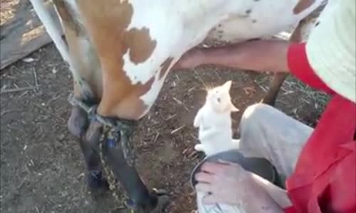 Sütü Kaynağından İçen Sevimli Kedi