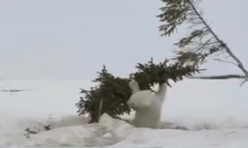 Karşınızda Kuzey Kutbundan  Yavru Kutup AYuları