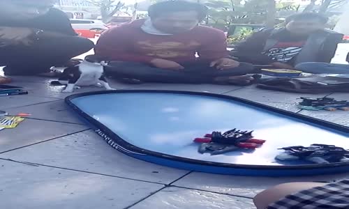 Oyuncak Arabalar İle Kafayı Bozan Kedi