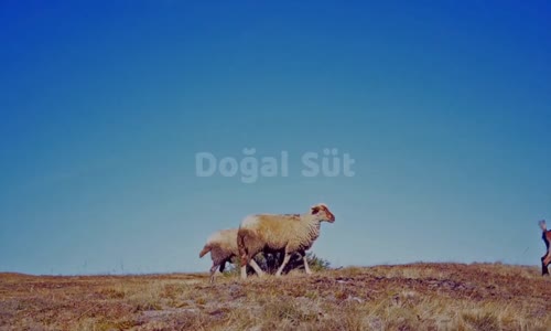 Sıcak Kahve Simit Katmer