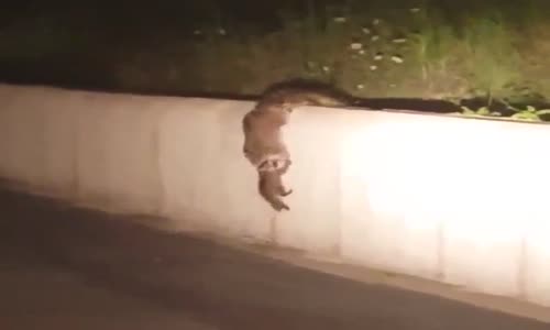 Rakunlardan İnsanlara Verilcek Bir Örnek.