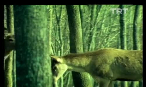 Görüntüler 9.Bölüm İzle