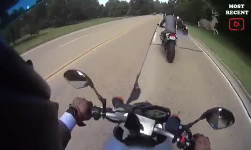 Motosiklet Sürücünün Üzerinden Atlayan Geyik