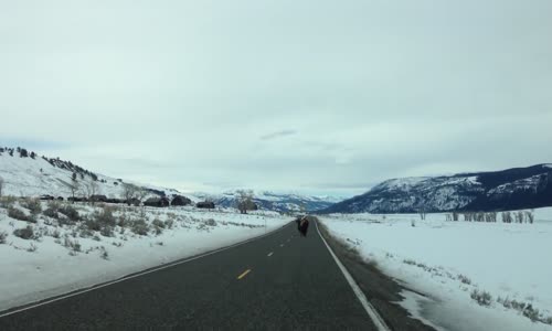 Arabaya Saldıran Bizon