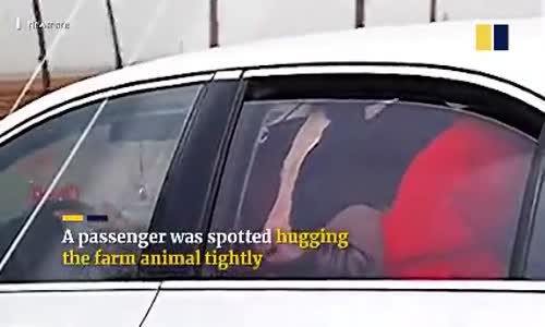 İnekle Beraber Arabaya Binen İnsanlar 