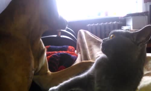 Köpeği Isırıp Kaçan Kedi