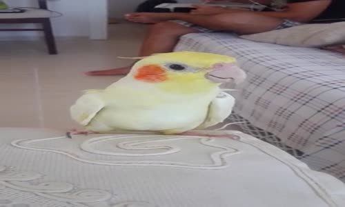 Hanimiş Benim Oğlum Diyen Papağan