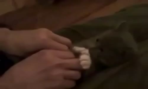 Sevimli Kedi İle Oynayan Sahibi