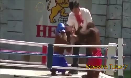 Hayvanların Komik Videoları