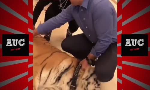 Floyd Mayweather Otel Odasında Kaplan Gezdirdi