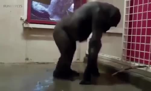 Dans Eden Hayvanlar Komik Hayvanlar Dansı 