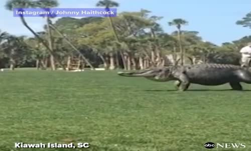 Golf Turnuvasında Salına Salına Dolaşan Timsah