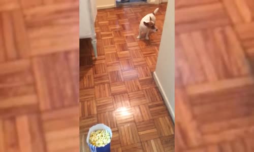 Patlamış Mısırdan Korkan Köpek