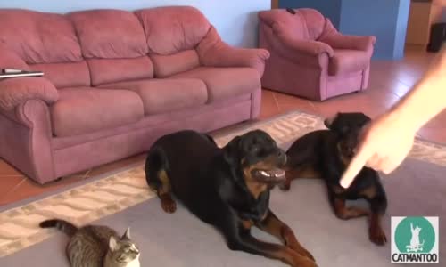 Hayvanlarına Eğitim Veren Adam