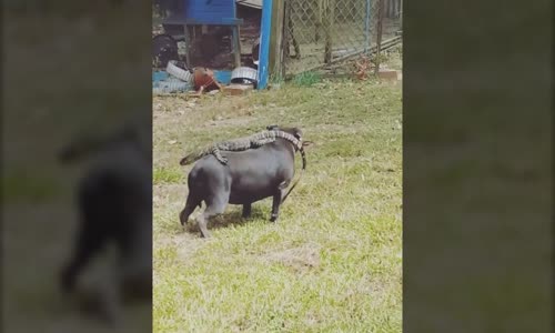 Kertenkeleyle Pitbullun Anlamsız Dostluğu