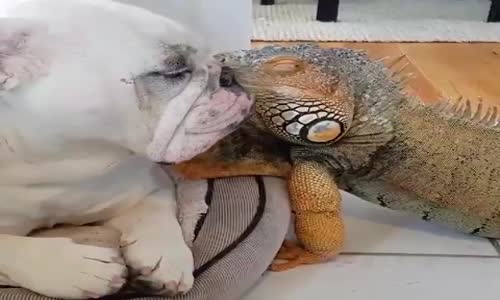 Bukalemun Ve Köpegin Dostlugu 