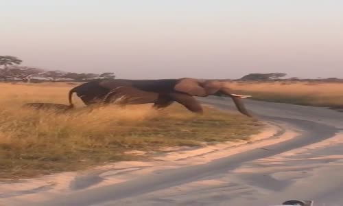 Yavru Filin Kuma Çakılması