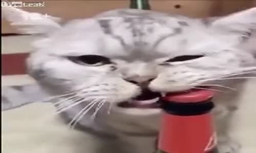 Açacak İşlevi Gören Kedi 