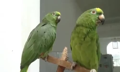 Papağanların Değişik Şarkı Söylemesi