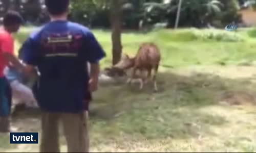 Kurbanlık Dana Yaşlı Adamı Tekmeyle Öldürdü