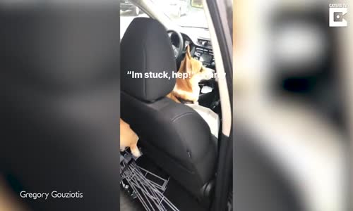 Poposunu Arabada Koltuğa Sıkıştıran Sevimli Köpek