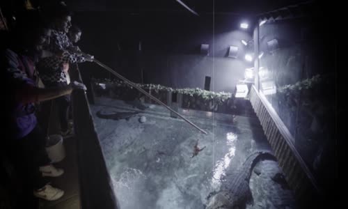 ASLAN KAFESİNE GİRDİK! ft. Deli Mi Ne #yazıtura