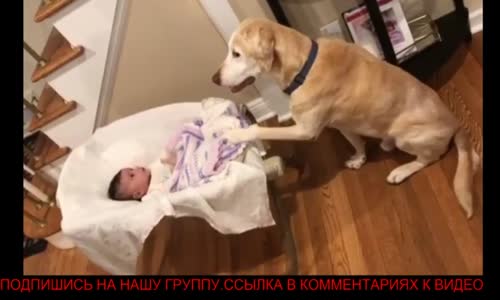 Bebeğin Uyuması İçin Beşiği Sallayan Köpek