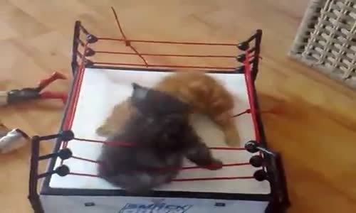 Minik Kedilerin Ring Kavgası