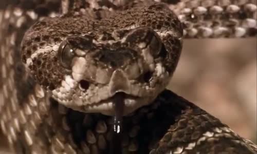 Kuş ve Yılanın Düellosu