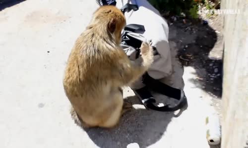 Pisi TV Komik Hayvanlar - Amerikan Dublaj