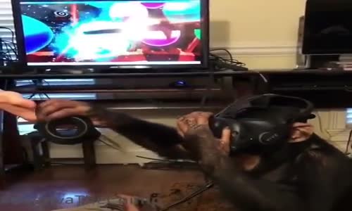 Sanal Gerçeklik Gözlüğü Takınca Maymuna Dönen Maymun