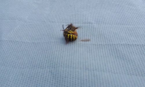 Bal Arısını Ortadan İkiye Bölen Arı