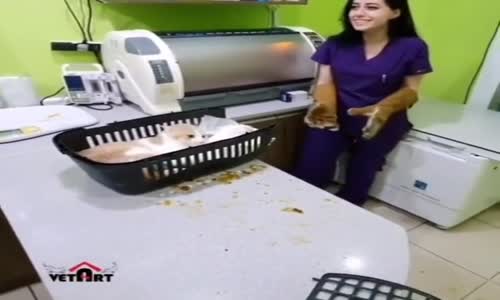 Veteriner Kızı Gözü Tutmayan Kedi 