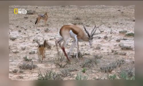 Vahşi Doğa Belgeseli