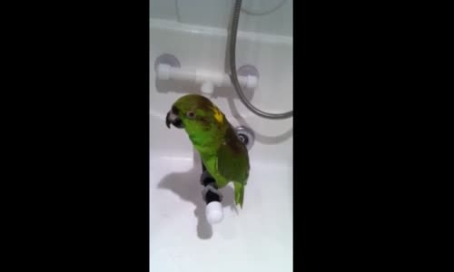Duşta Şarkı Söyleyen Papağanın Keyfi