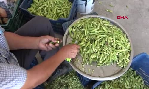 Bamya ayıklayıp, aile bütçesine katkı sağlıyorlar