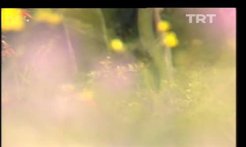 İzzet Altınmeşe-Çakmağı Çak İzle