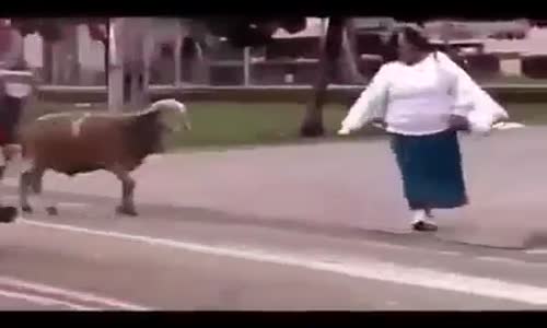 Belalı Koçun Bugünkü Kovalaması