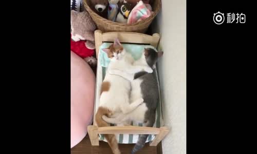 İki Sevimli Aşık Kedi