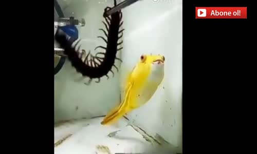 Her Şeyi Yiyen Balık